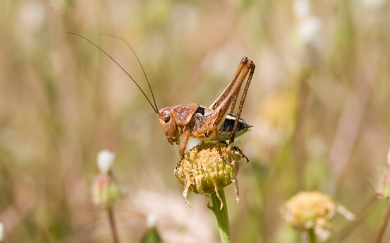 Why Do Crickets Make Noise at Night?