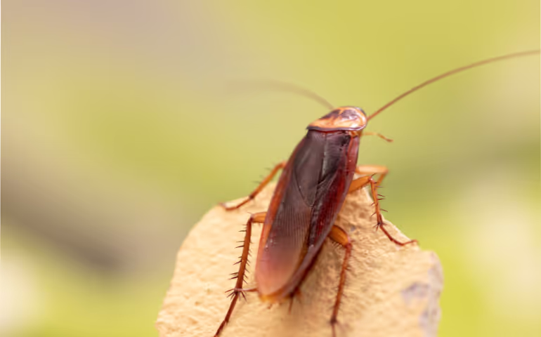 Flying Cockroach Types and Facts