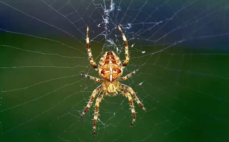 The Top 5 Pests to Watch for in Alexandria, VA During the Fall