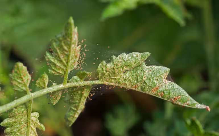 spider mites