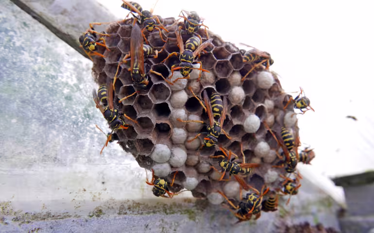 How To Get Rid of A Wasp Nest Without Getting Attacked