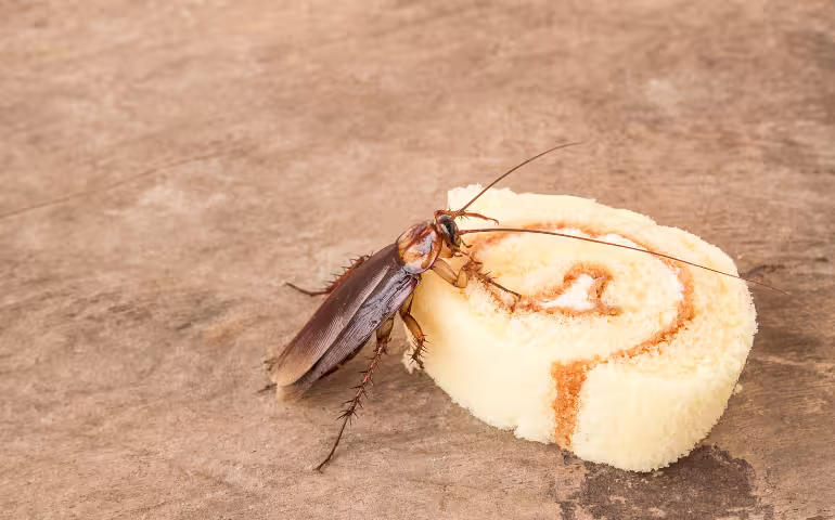 What Attracts Roaches to Your Home?