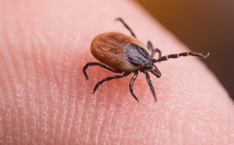 How to Get Rid of Ticks in Your House