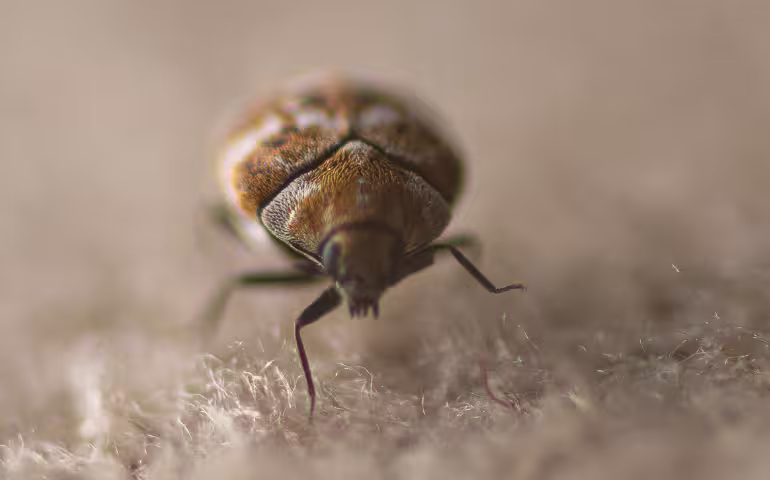 The Problems Carpet Beetles Bring To Your Home