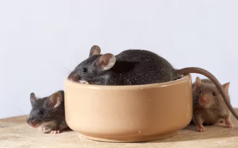 6 Things Mice Like to Eat
