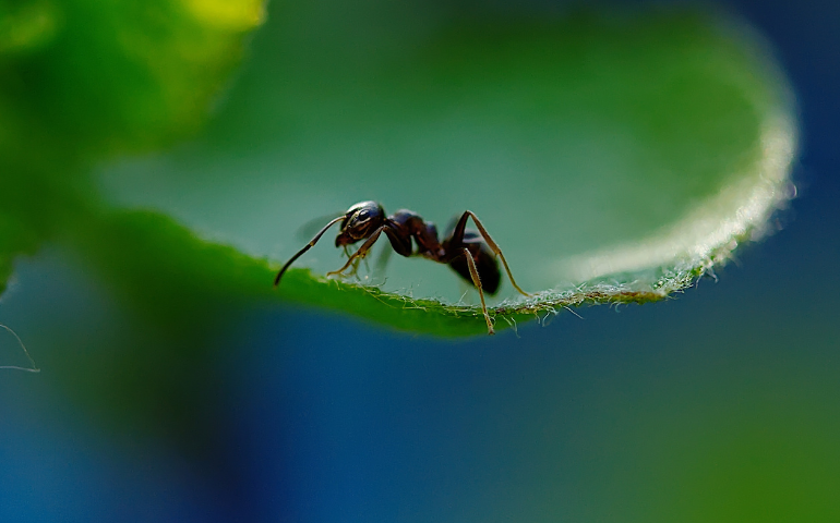 The Key To Keeping Odorous House Ants Out Of Your Home