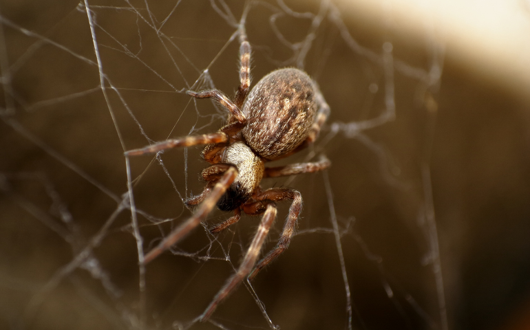 What To Do About Spiders In Your Home