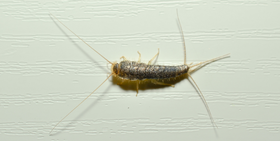How to Get Rid of Silverfish FAST