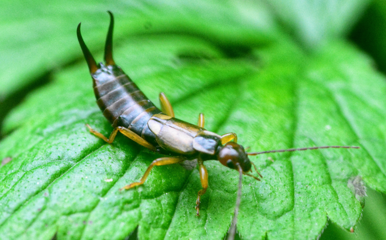 How to Exterminate Earwigs: Get Rid of Them for Good