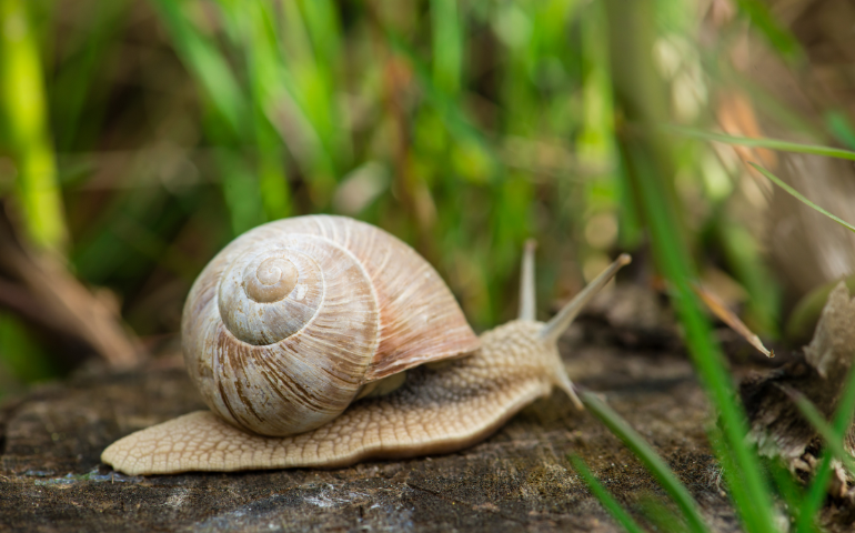 Top 6 DIY Hacks for Getting Rid of Snails & Slugs