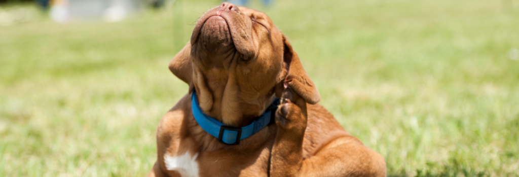 What Causes Fleas in the Yard?