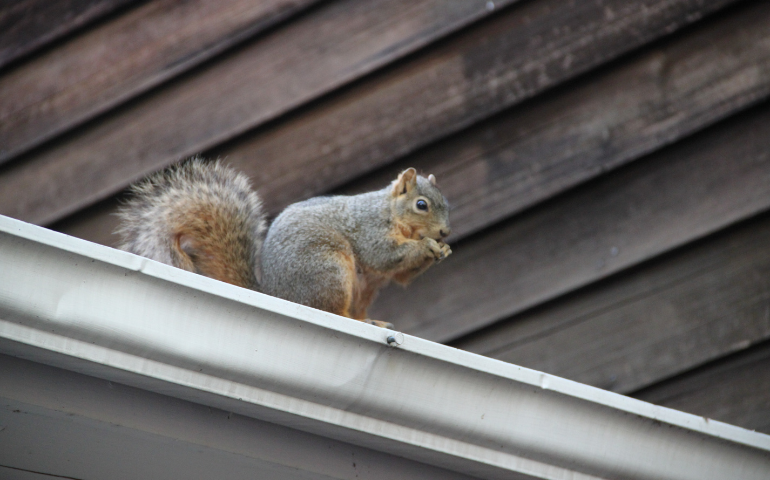 Where Do Squirrels Go At Night?