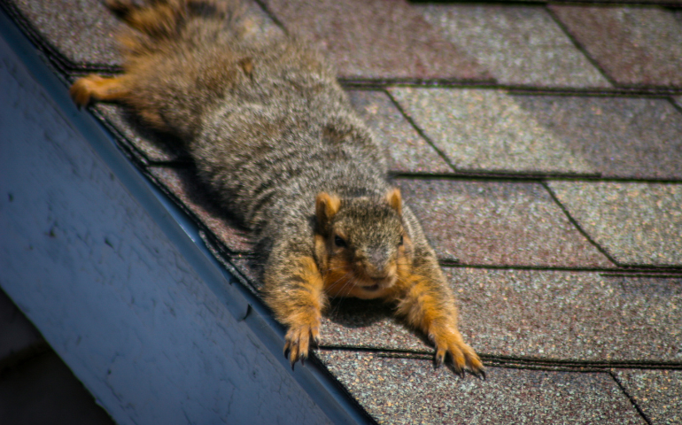 How to Get Rid of Squirrels in Your Attic: Tips for Removal