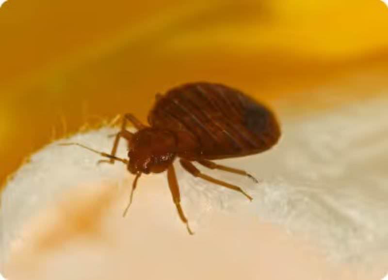 bed bug habits to note