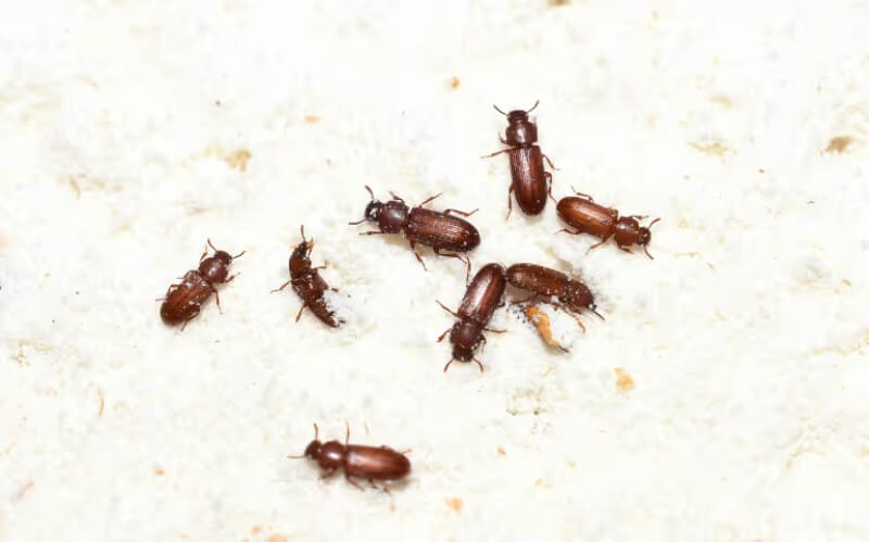 What are pantry beetles?