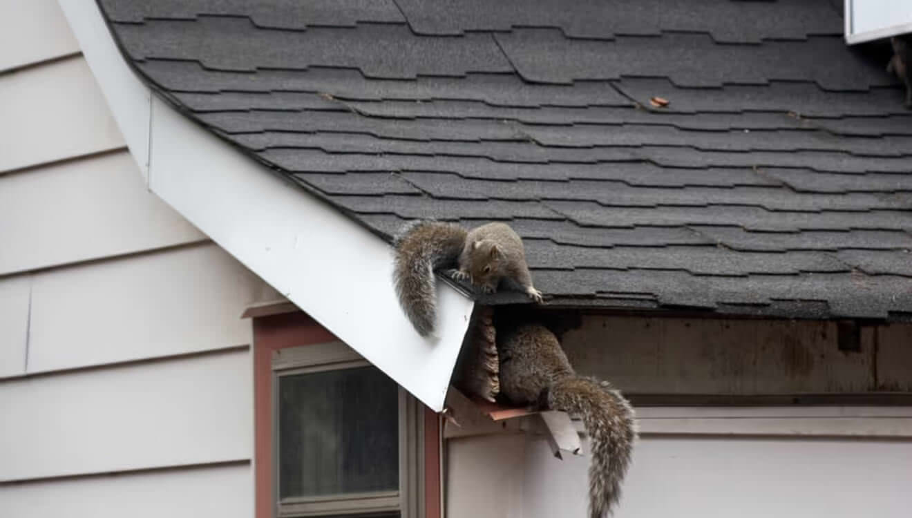 squirrels getting into attic, wildlife exclusion Texas