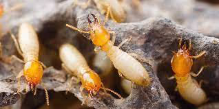How to Tell If You Have a Termite Infestation