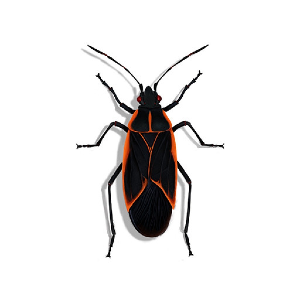 How to Get Rid of Boxelder Bugs QUICKLY