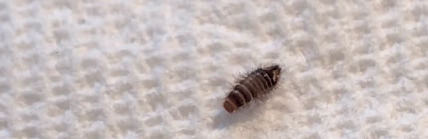 How To Distinguish 10 Bugs That Look Like Bed Bugs
