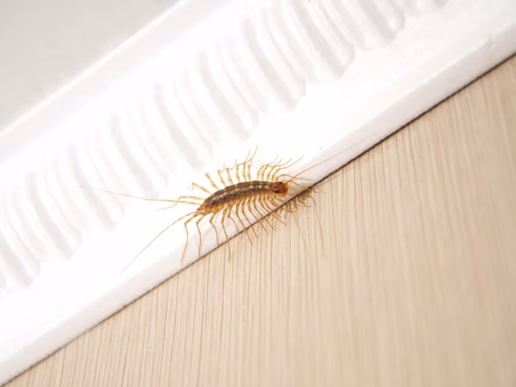 The House Centipede: Everything You Should Know