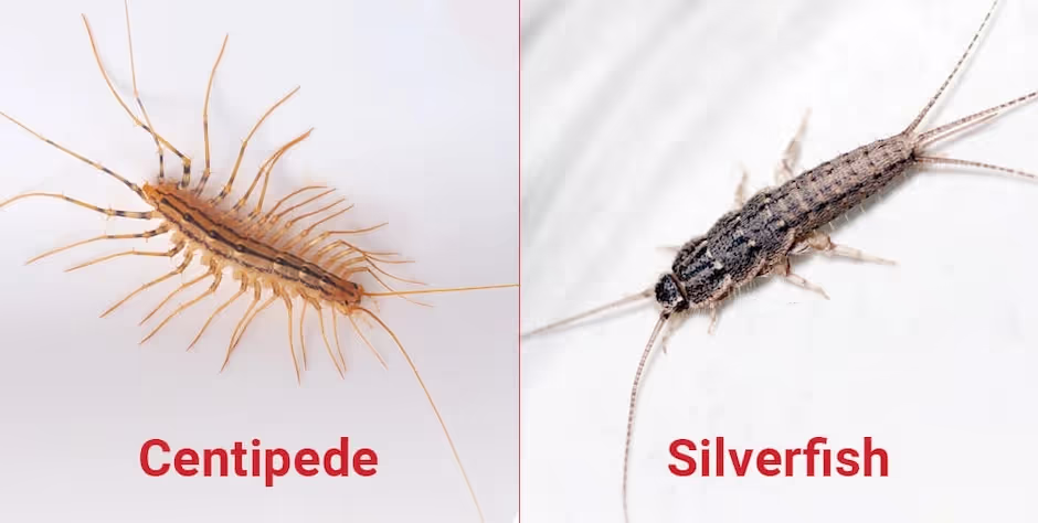 House Centipede vs Silverfish | Key Differences