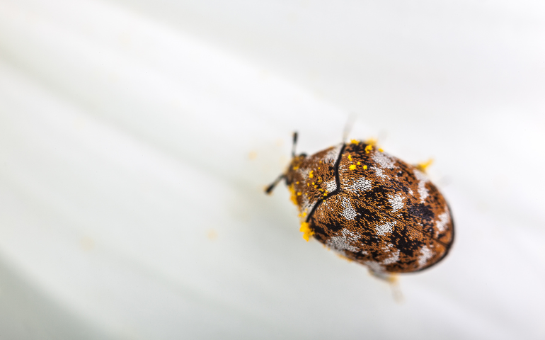 What are carpet beetles?