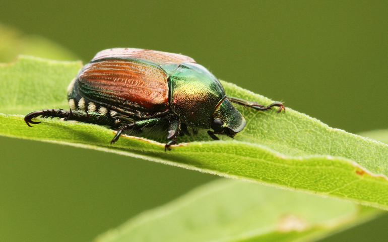 10 Common Garden Pests and How to Get Rid of Them