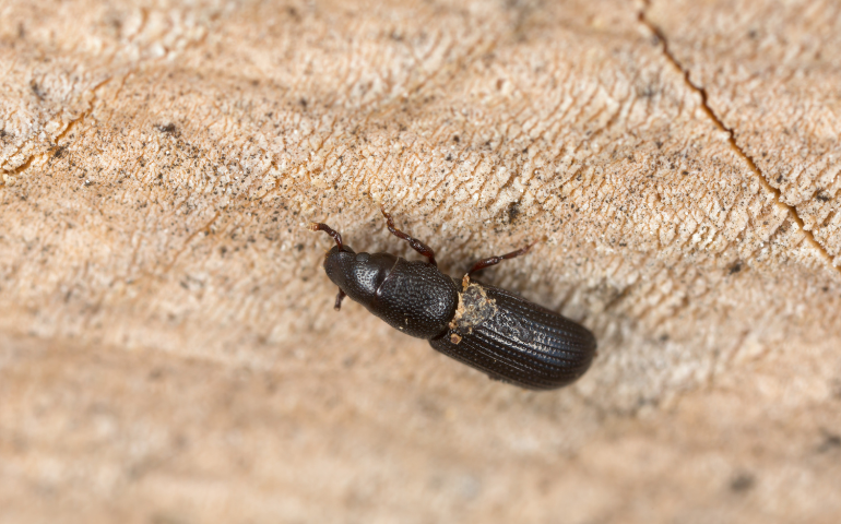 Powderpost beetles
