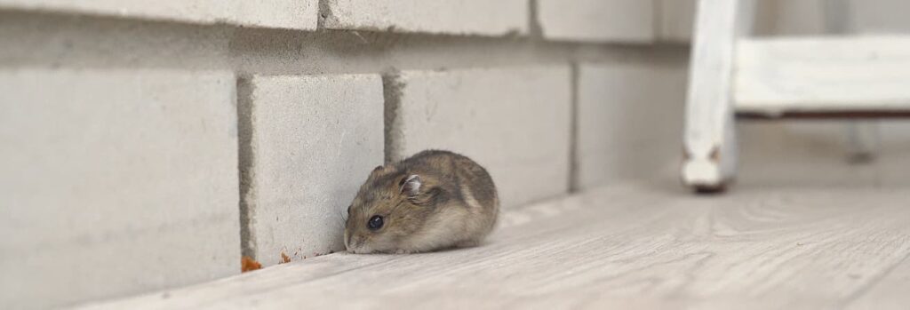 Things That Repel Mice Away From Your Home