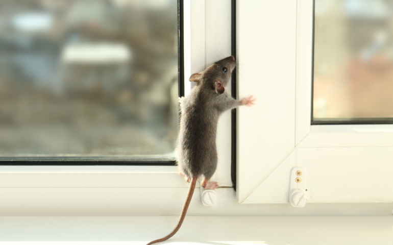 Winter Rodent Prevention Tips For Homeowners
