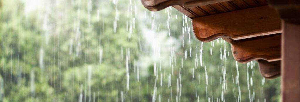 The Impact of Seattle’s Rainy Climate on Pest Infestations