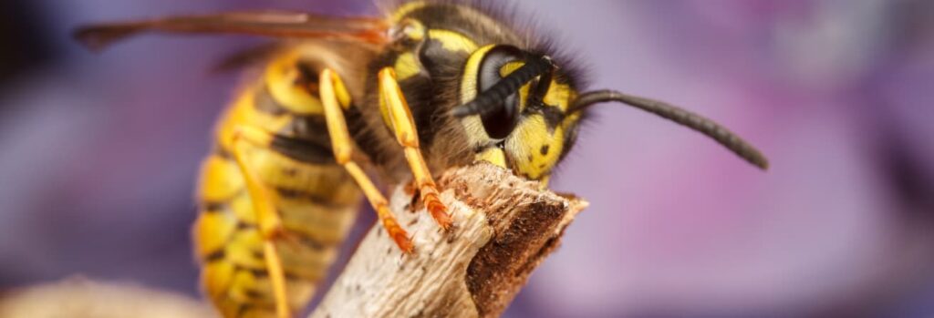 How to Get Rid of Yellow Jackets Quickly & Safely
