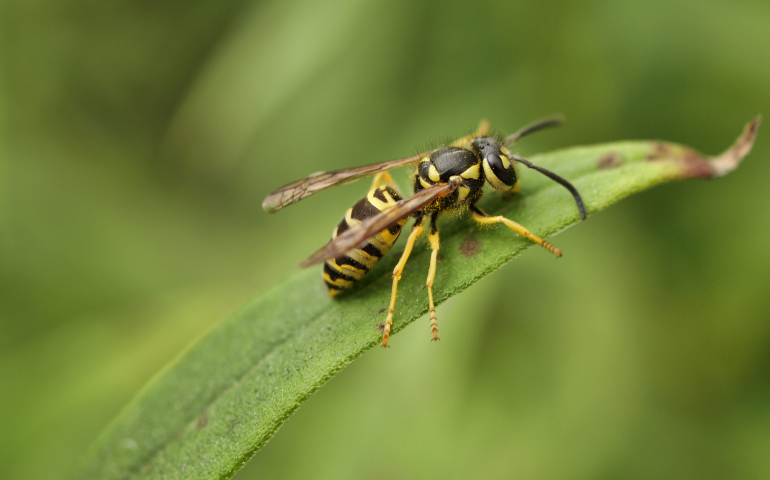How To Keep Yellow Jackets Away From Your Yard