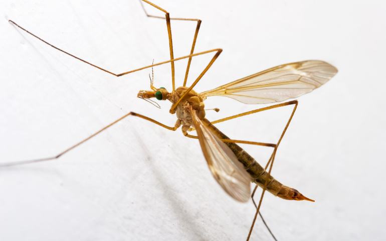 Mosquito Hawk: Facts, Myths, and Their Role