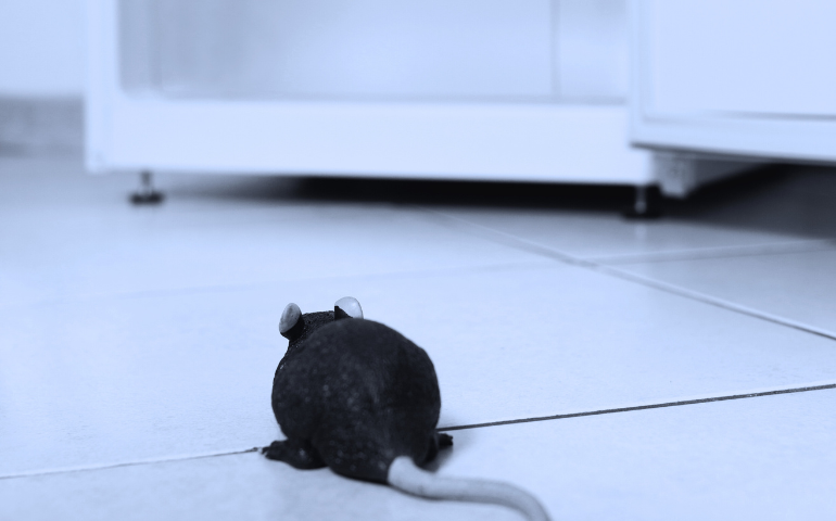 Why Do Mice Go Under the Refrigerator?