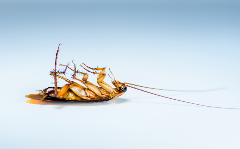 Roaches in Texas: Common Types, Health Risks, and Prevention Tips