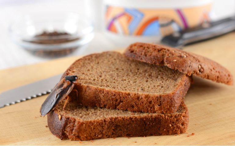 A Step-By-Step Cockroach Prevention Guide For Tukwila Property Owners