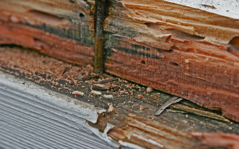 Termite Droppings: How to Identify, Prevent, and Address Infestations