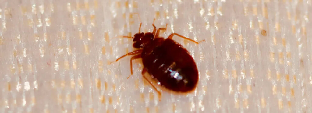 common places bed bugs hide