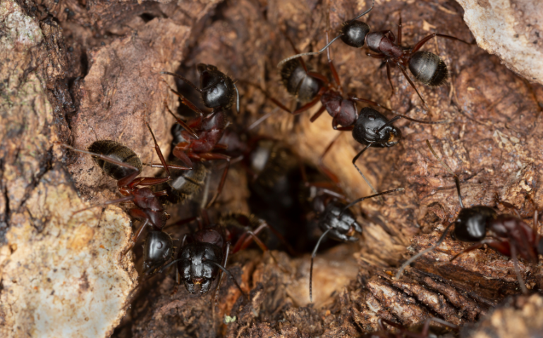 Carpenter Ants in a Carpenter Ant Hole