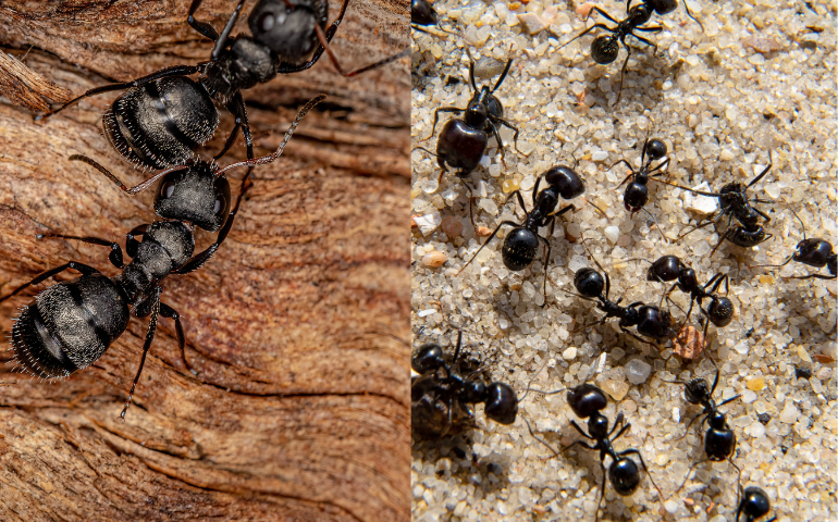 Carpenter Ants vs Black Ants