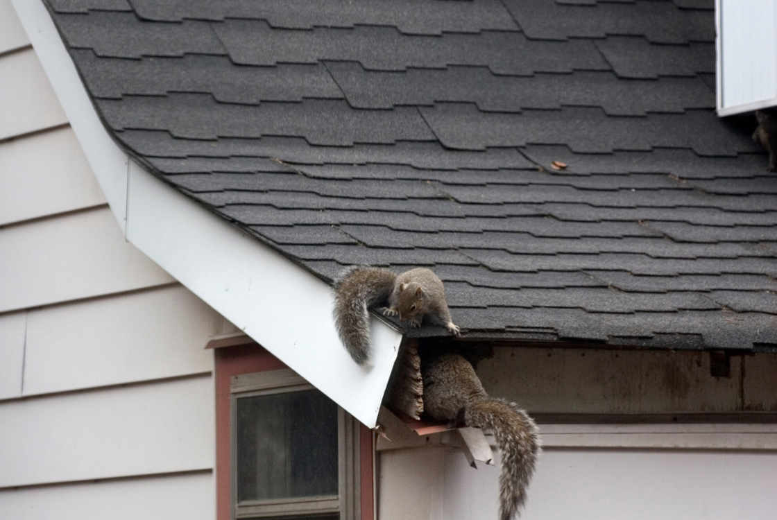 squirrels getting into attic, wildlife exclusion