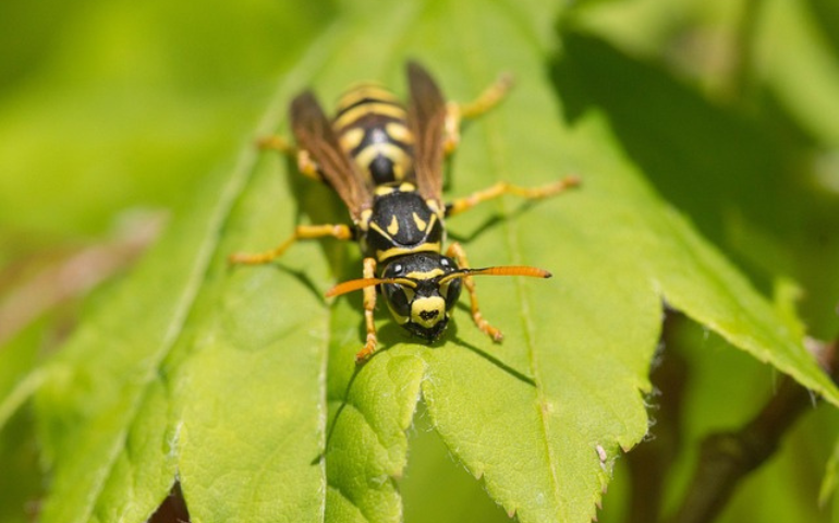 yellow jacket, wasp extermination in Alexandria, VA