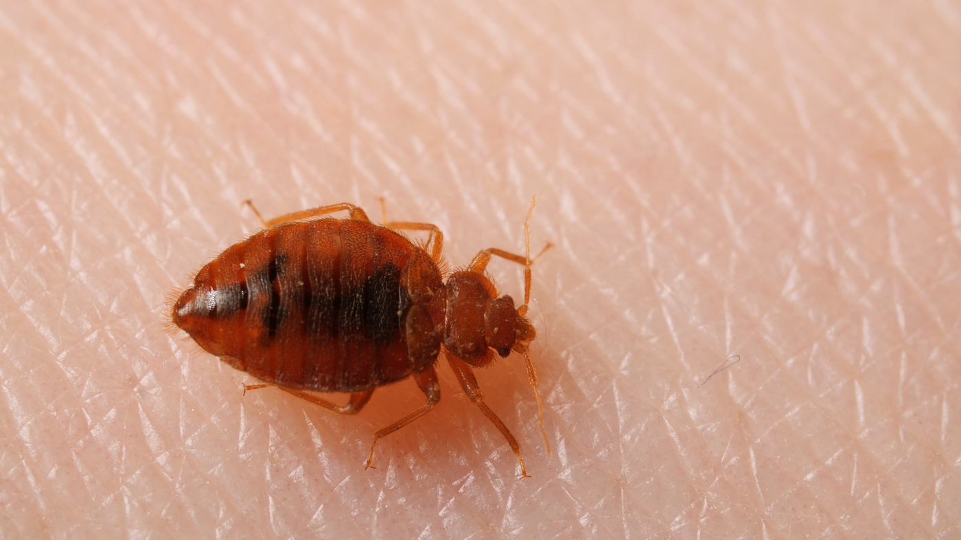 how to check for bed bugs