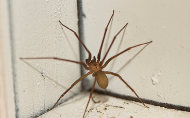 Battling Brown Recluse Spiders in Kansas City