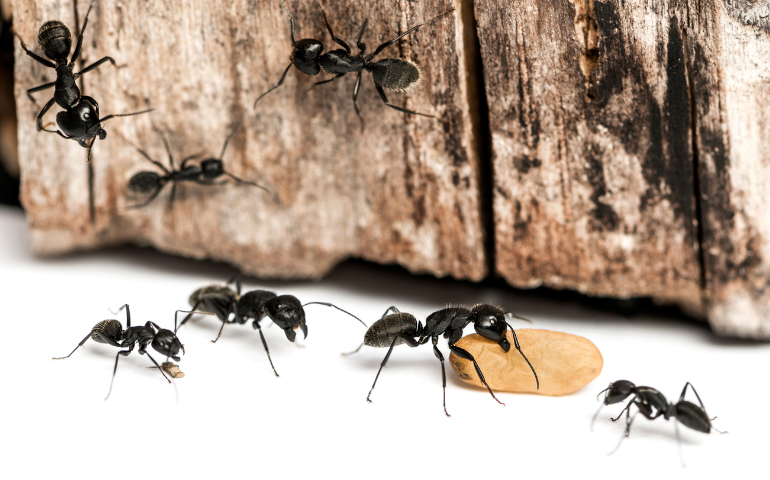 how to get rid of carpenter ants
