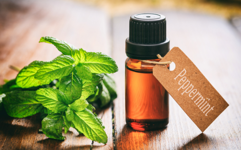 Does Peppermint Oil Repel Bugs Long-Term?
