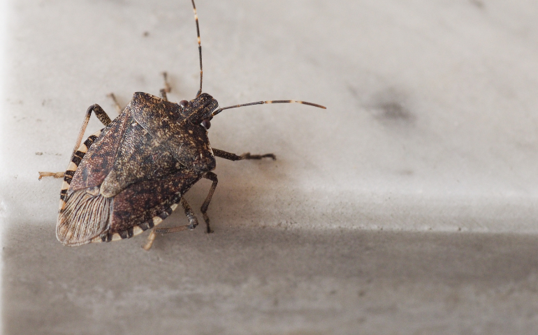 Why Stink Bugs Are Everywhere in Alexandria in the Fall