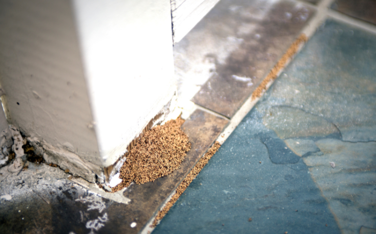 Signs of Termites: How to Tell if You Have Termites in Your Home