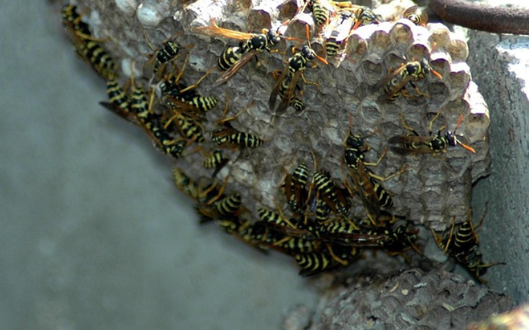 wasp nest with wasps, wasp nest removal OKC